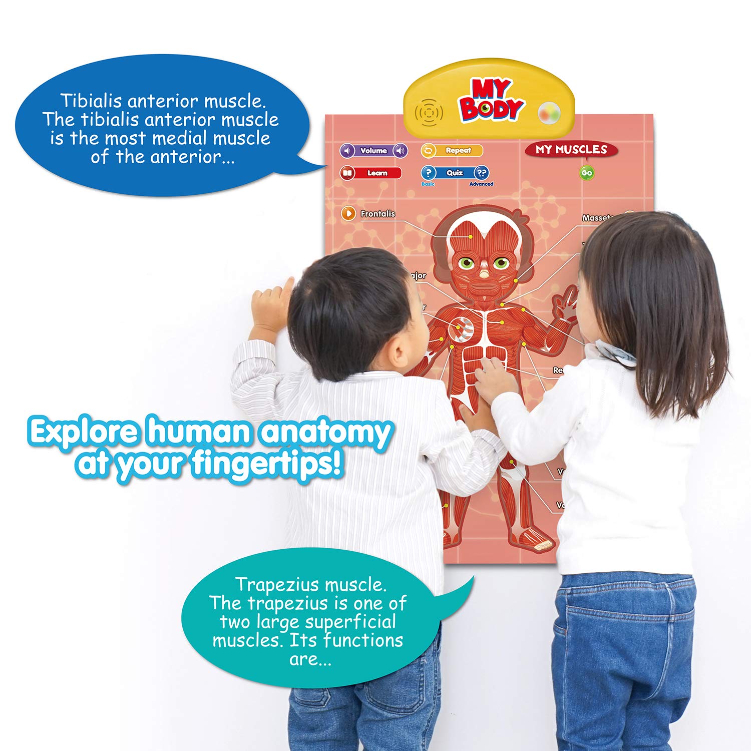 Interactive Human Anatomy Poster